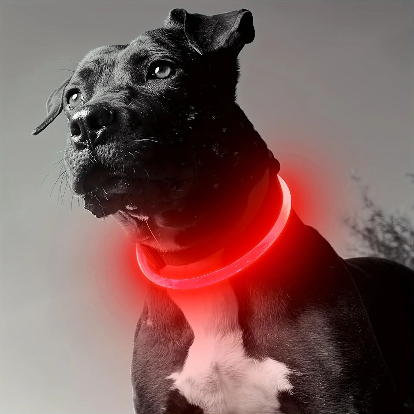 Collar Glowing Necklace Collar