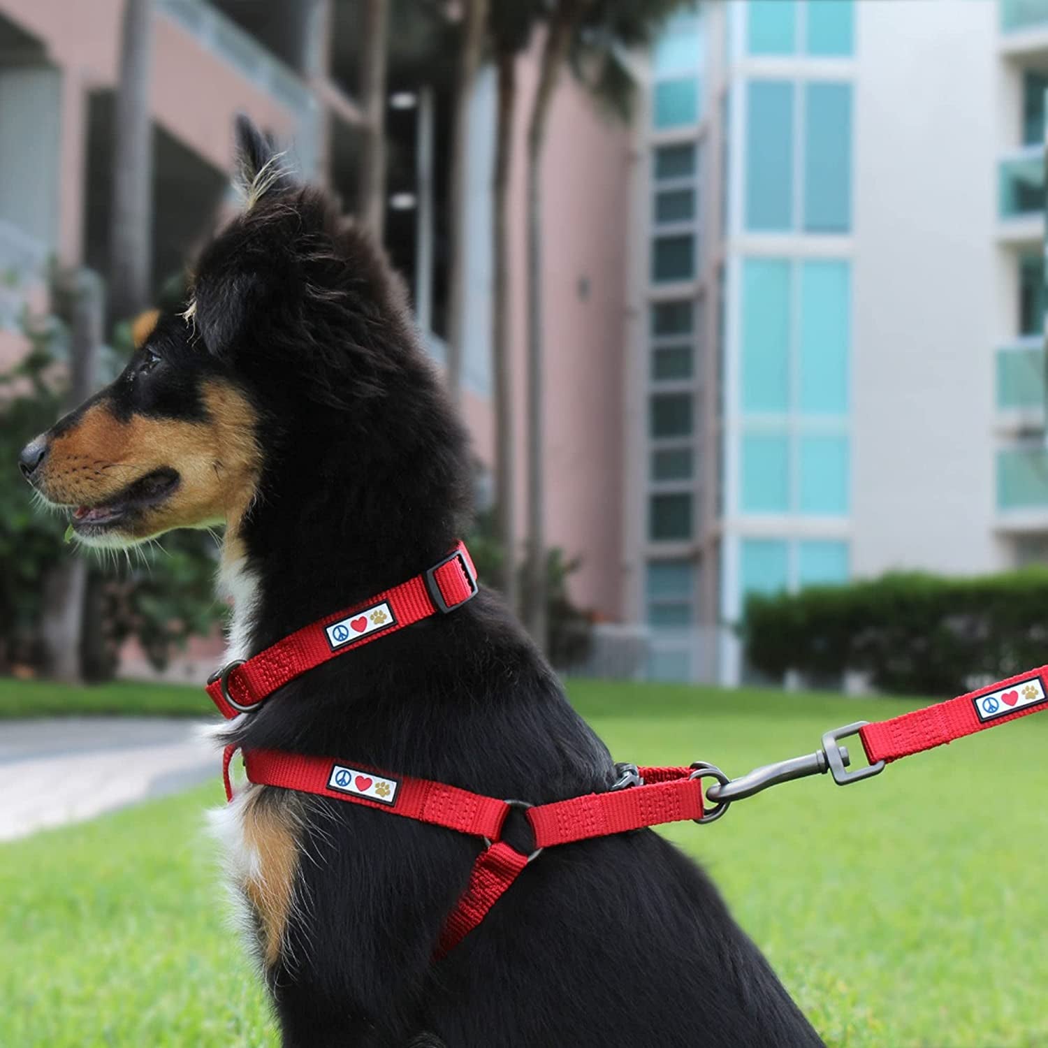 6 FT Solid Color Leash for Puppy - Comfortable Handle Dog Training Leash - 6 Ft - Extra Small/Small - Green