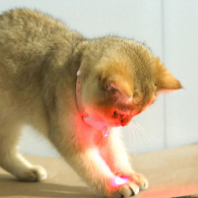 Electric Smart Amusing Kitten Collar
